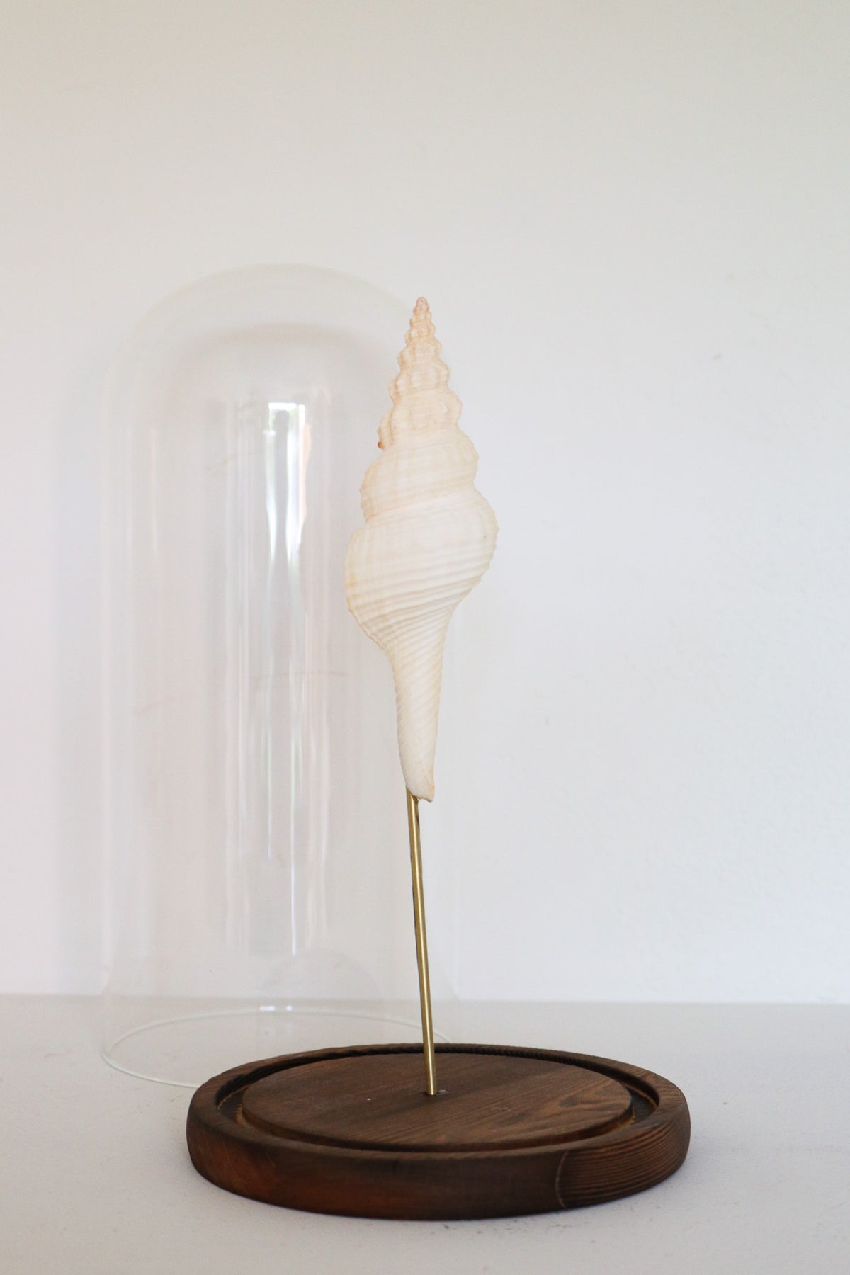 FORT MADE: Natural Curiosity, Conch Single
