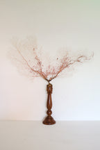 FORT MADE: Natural Curiosity, Coral