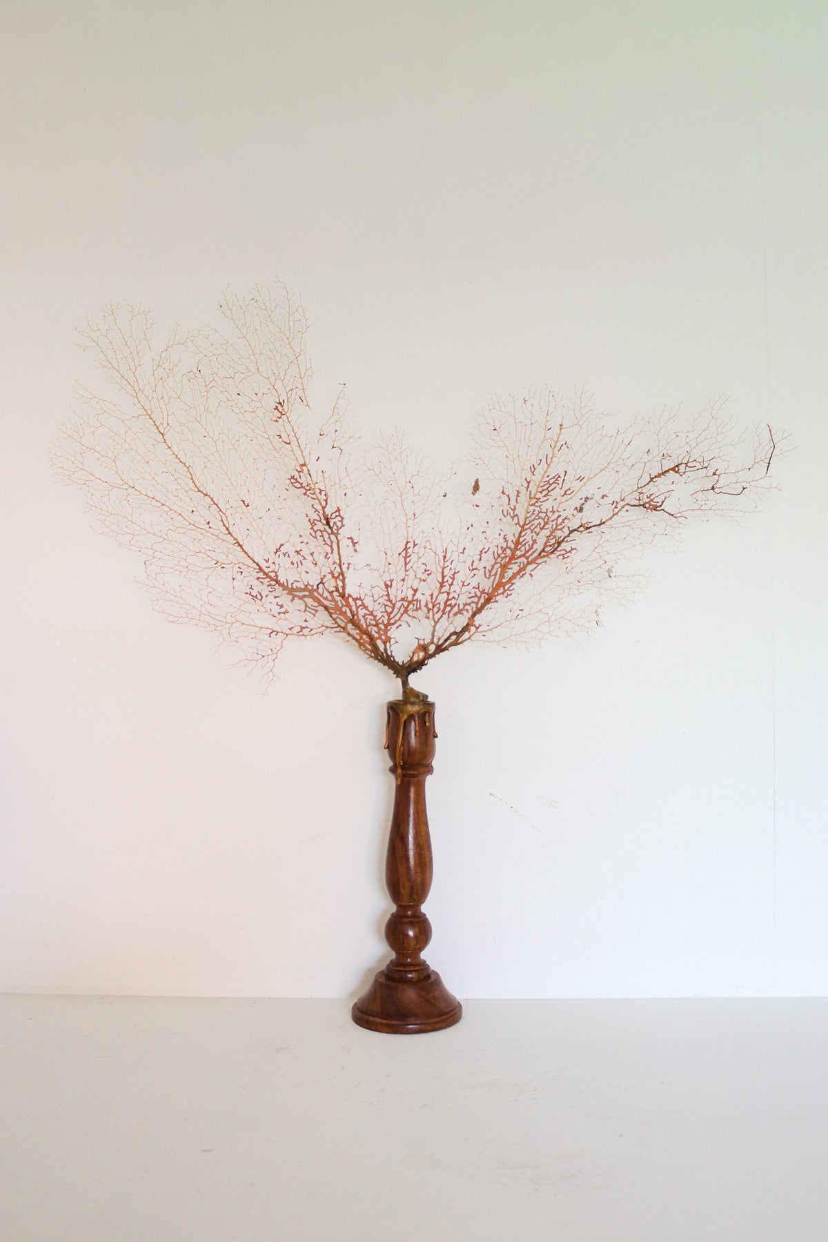FORT MADE: Natural Curiosity, Coral