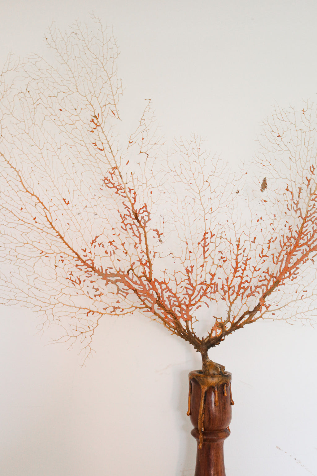FORT MADE: Natural Curiosity, Coral