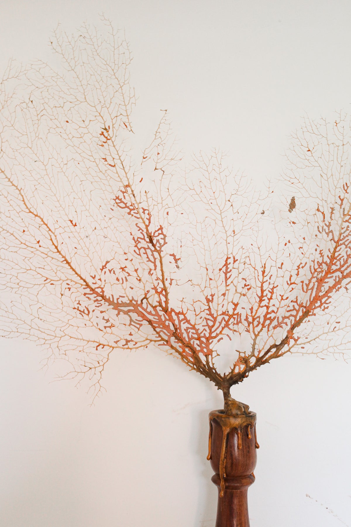 FORT MADE: Natural Curiosity, Coral