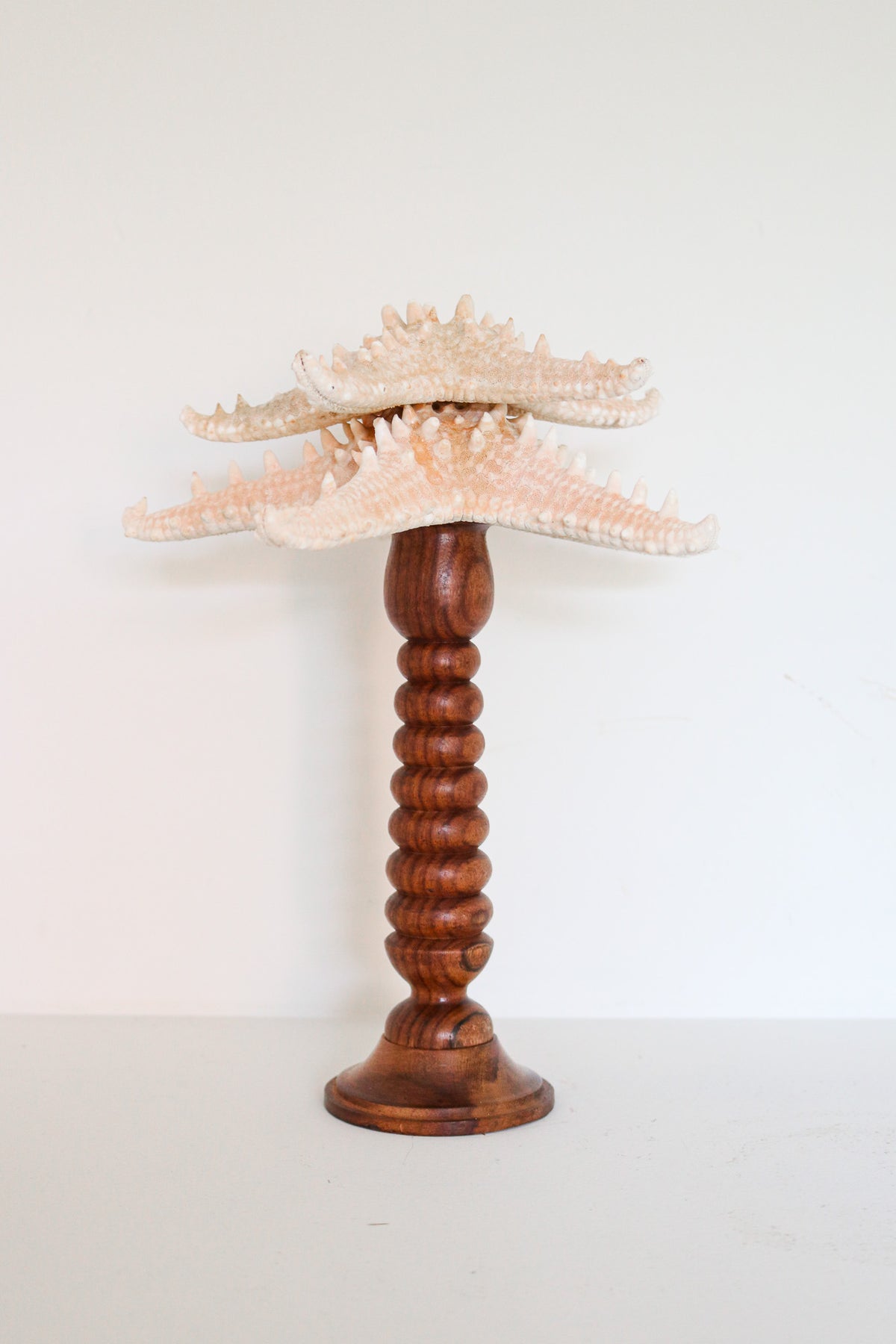 FORT MADE: Natural Curiosity, Stacked Starfish