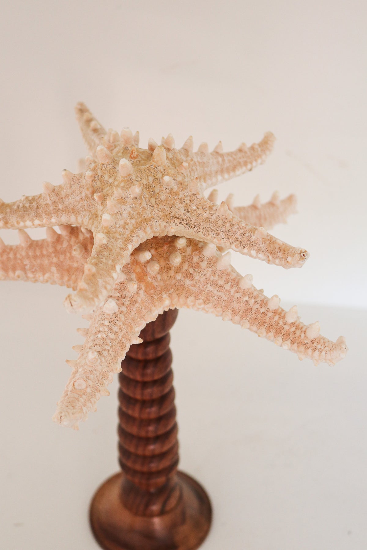 FORT MADE: Natural Curiosity, Stacked Starfish