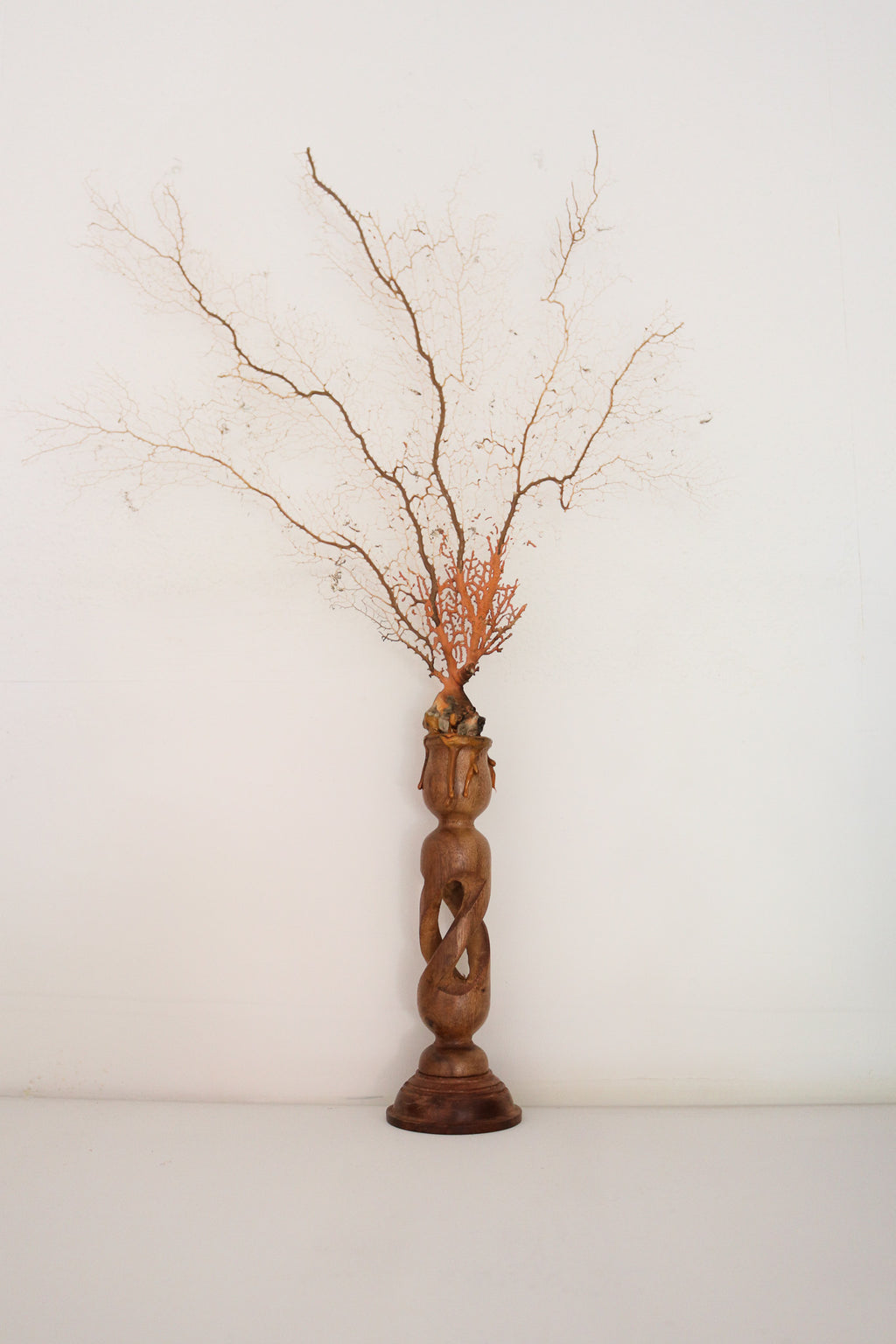 FORT MADE: Natural Curiosity, Sea Fan