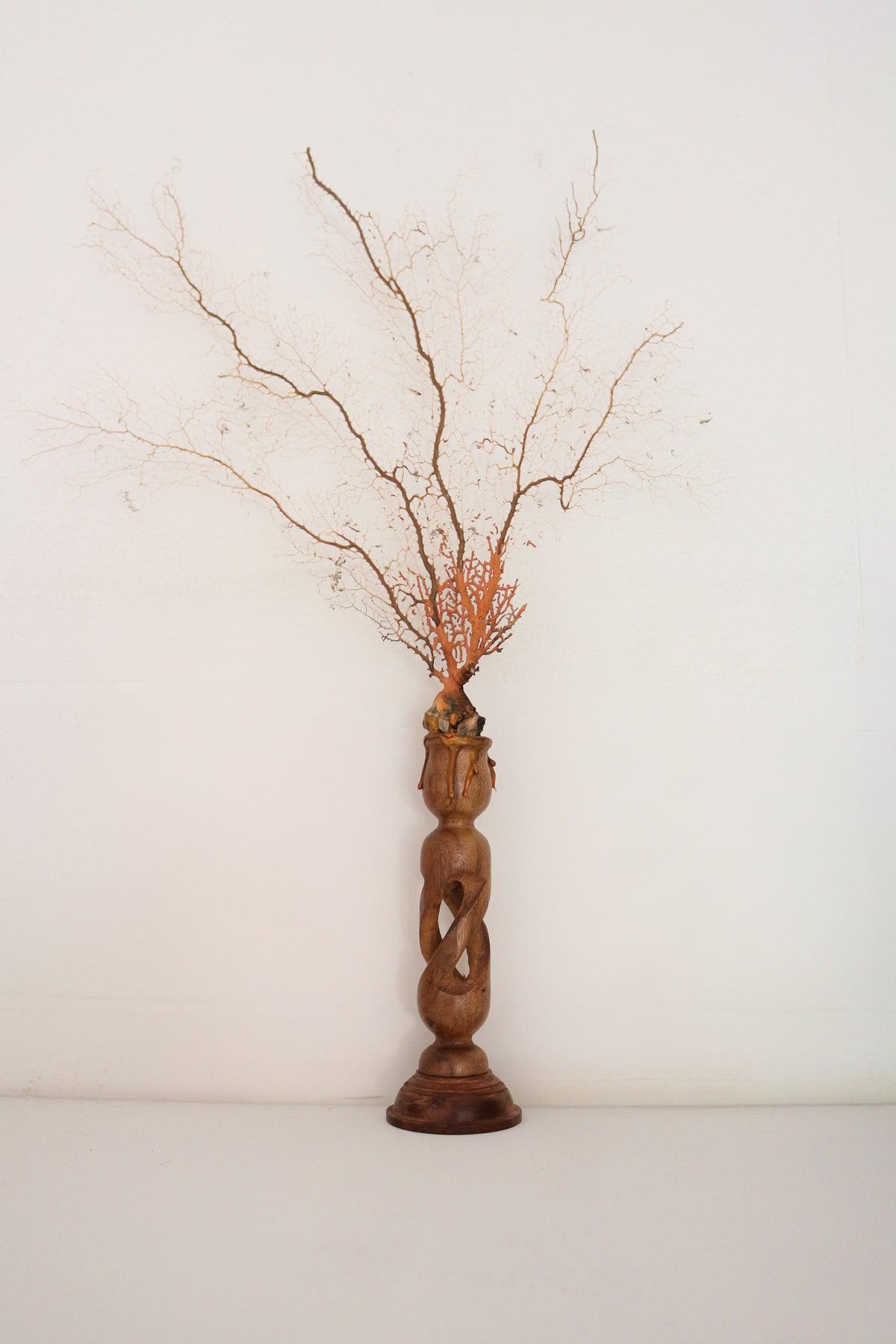 FORT MADE: Natural Curiosity, Sea Fan