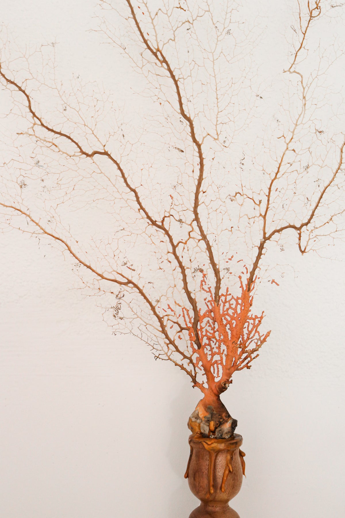 FORT MADE: Natural Curiosity, Sea Fan