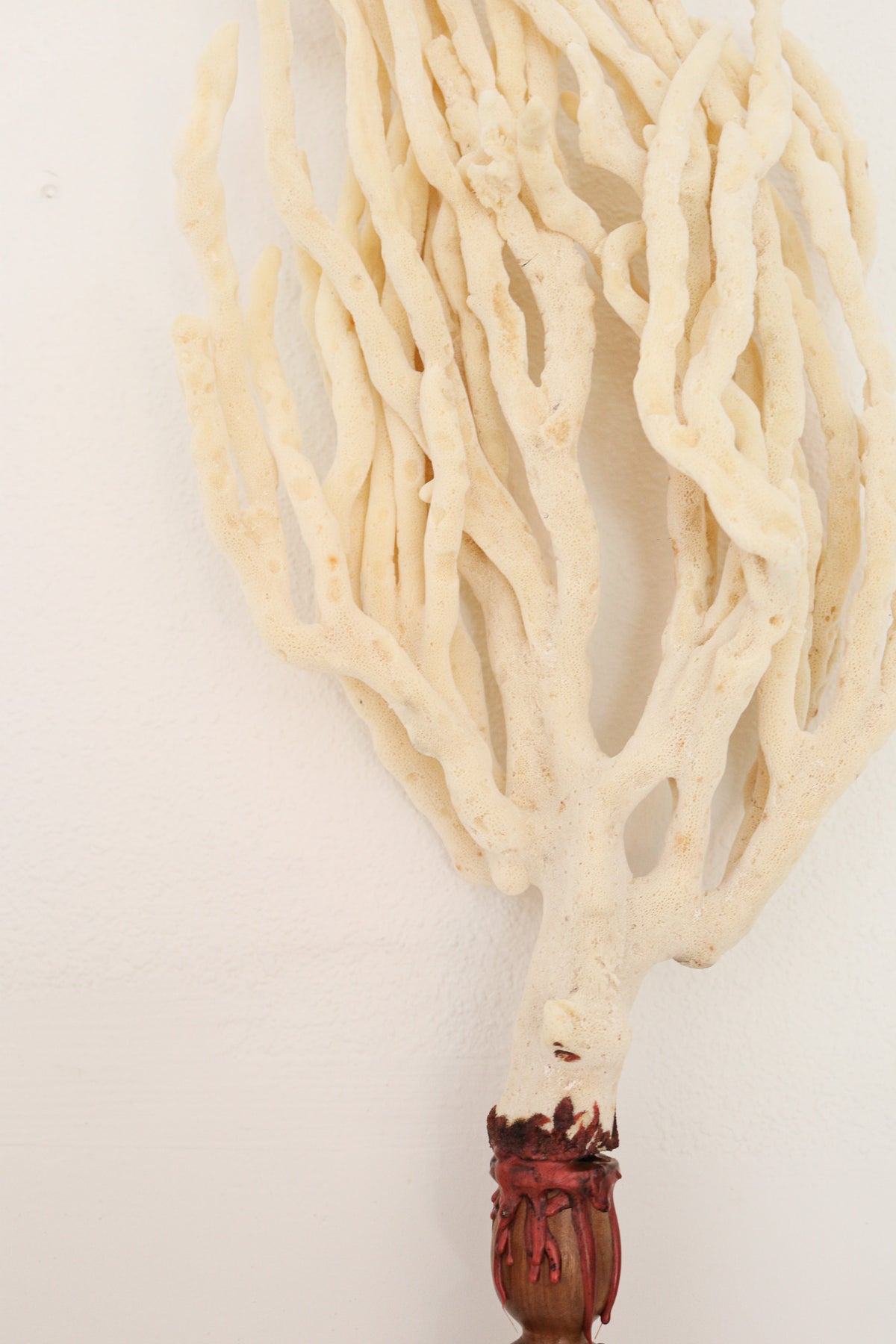 FORT MADE: Natural Curiosity, Finger Sea Sponge